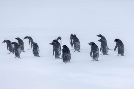 Antarctica-131